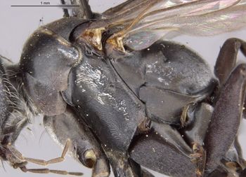 Media type: image;   Entomology 25261 Aspect: thorax lateral